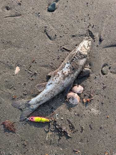 ウグイの釣果