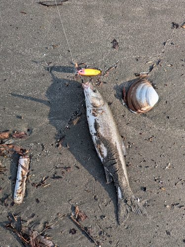 ウグイの釣果