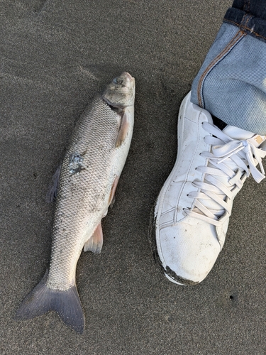 ウグイの釣果