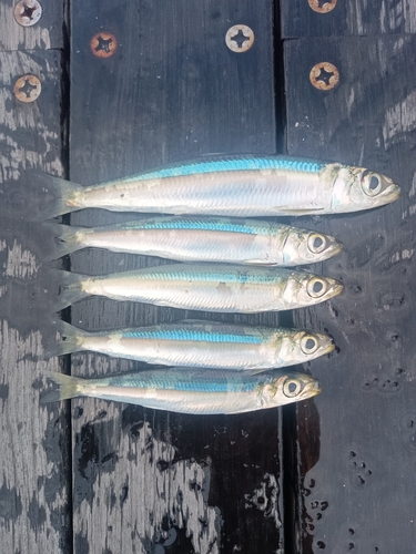 ウルメイワシの釣果