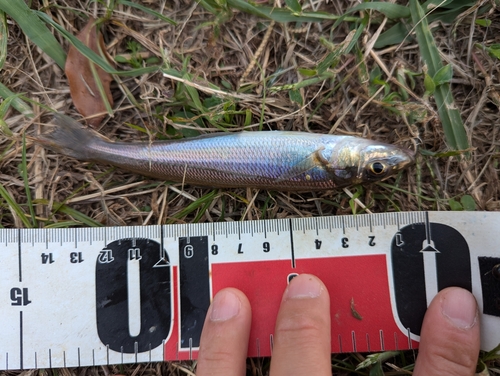 シロギスの釣果