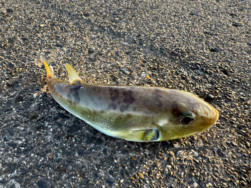 シロサバフグの釣果