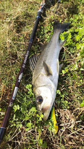 釣果