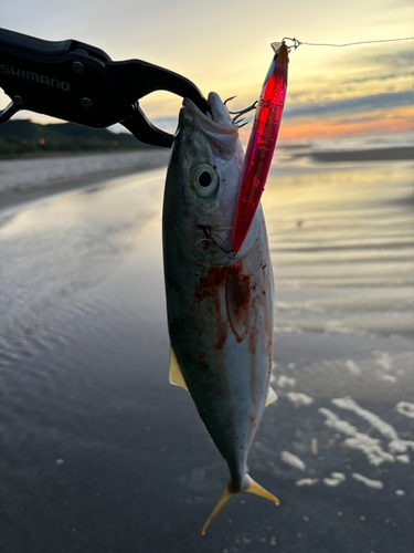 ハマチの釣果