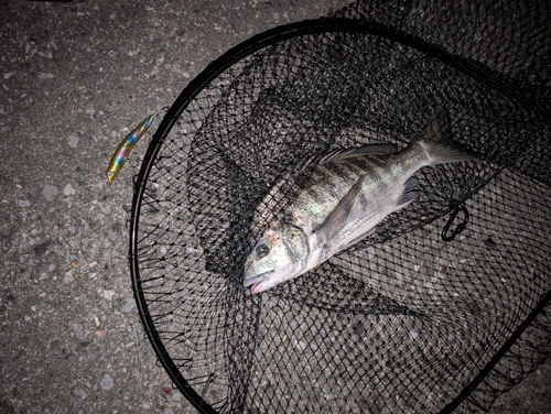 チヌの釣果