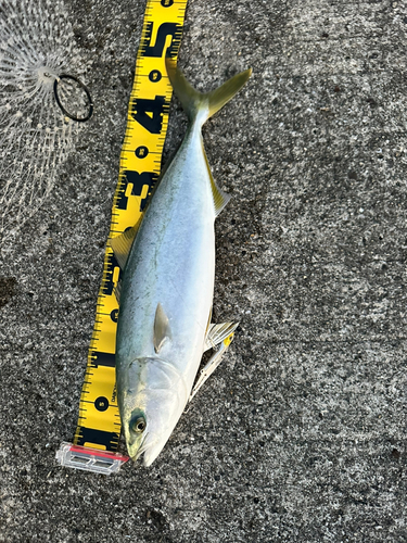 ハマチの釣果