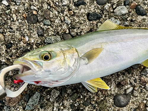 フクラギの釣果