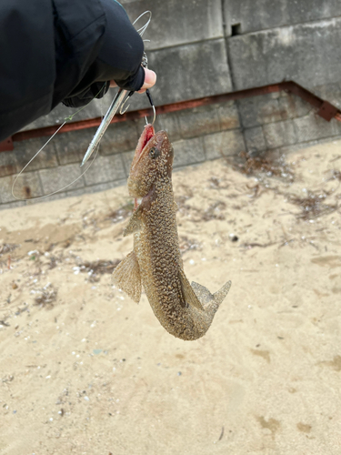 エソの釣果