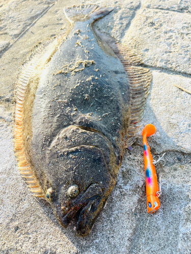 ヒラメの釣果