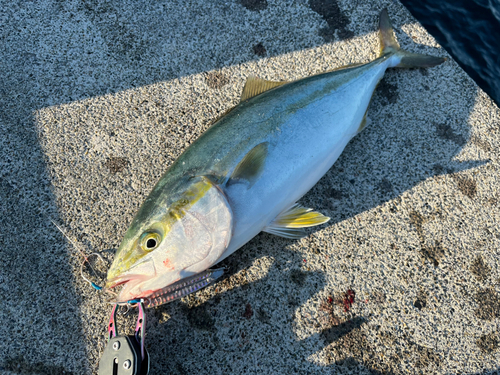 イナダの釣果