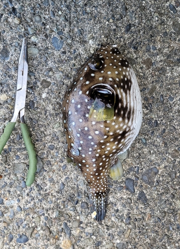 サザナミフグの釣果