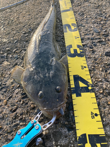 マゴチの釣果