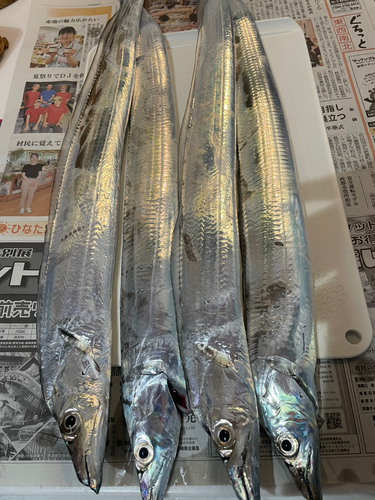 タチウオの釣果