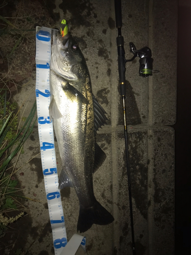 シーバスの釣果