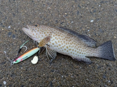 オオモンハタの釣果