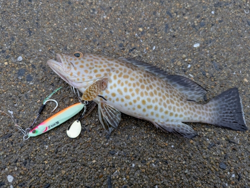 オオモンハタの釣果