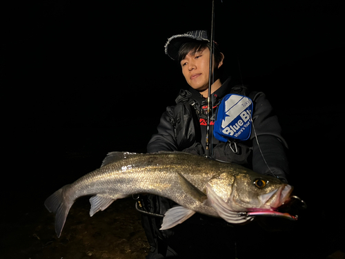 スズキの釣果