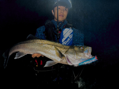 スズキの釣果