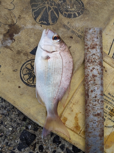 タイの釣果