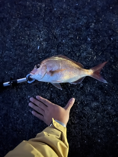 タイの釣果