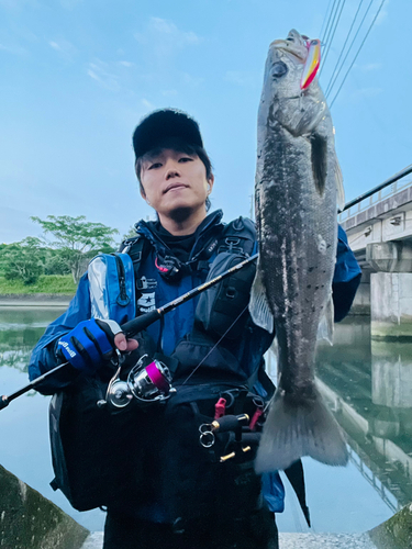 スズキの釣果