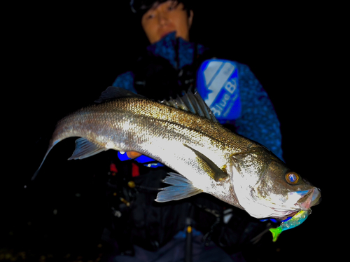 スズキの釣果