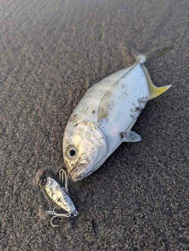 メッキの釣果