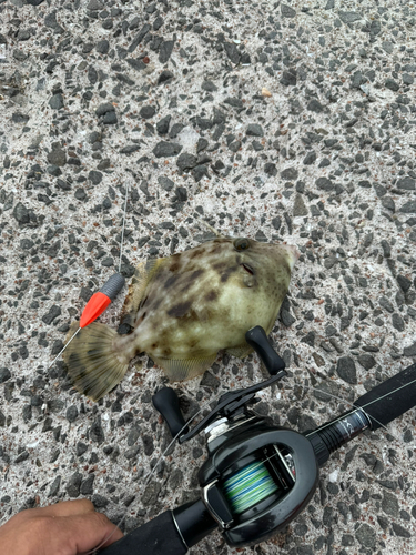 カワハギの釣果