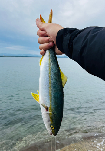 ヤズの釣果