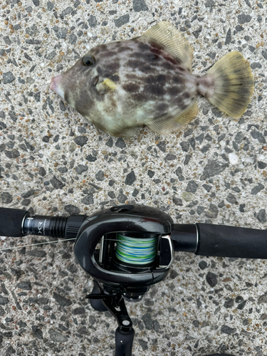 カワハギの釣果