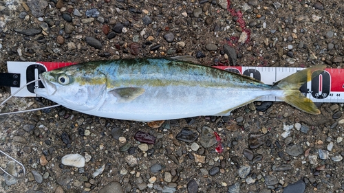 ハマチの釣果