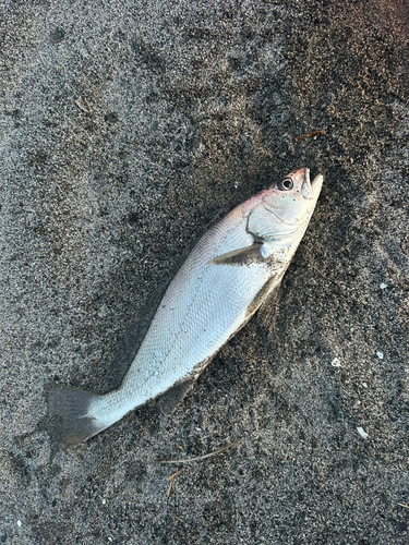 ニベの釣果