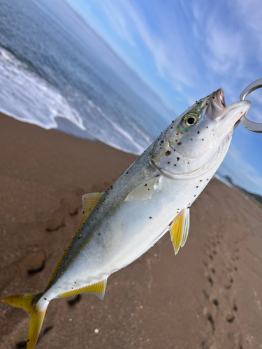 ワカシの釣果