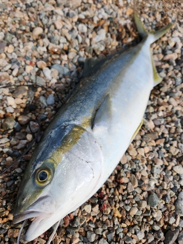 ヒラマサの釣果