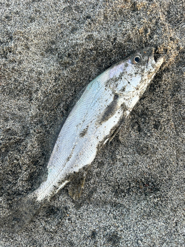 ニベの釣果