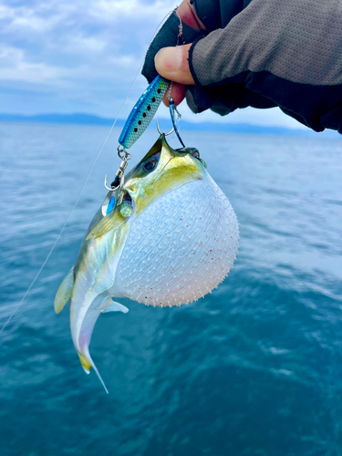 シロサバフグの釣果