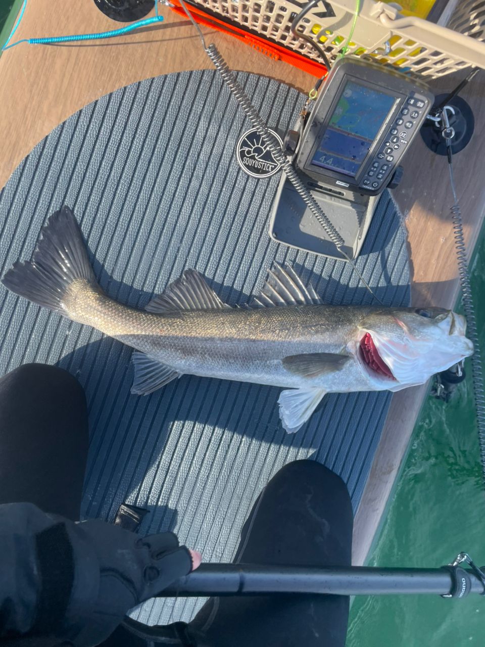 セイゴ（マルスズキ）