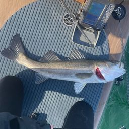 セイゴ（マルスズキ）