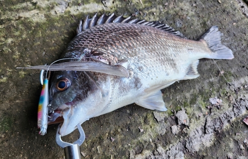 キビレの釣果