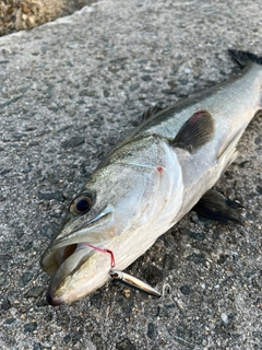 スズキの釣果