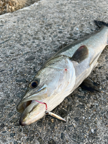 スズキの釣果