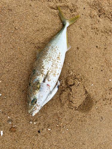 ヤズの釣果