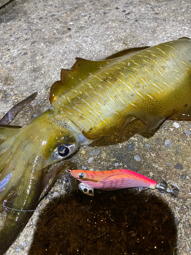 アオリイカの釣果