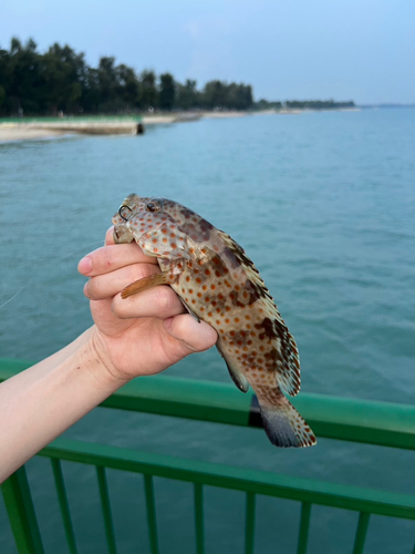 ハタの釣果