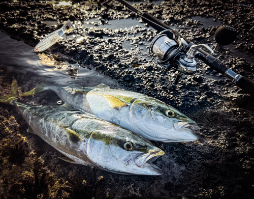 ワラサの釣果