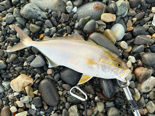 ショゴの釣果