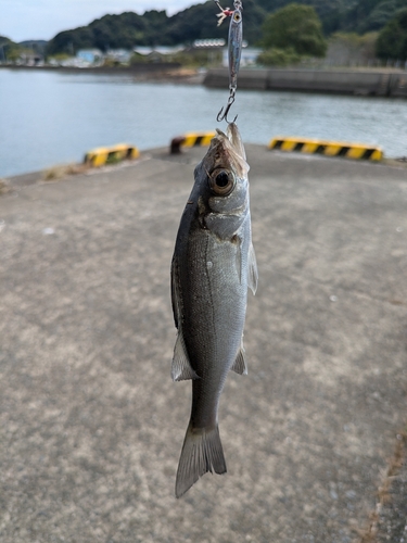 セイゴ（マルスズキ）の釣果