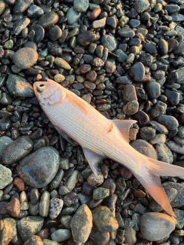 ツバメコノシロの釣果