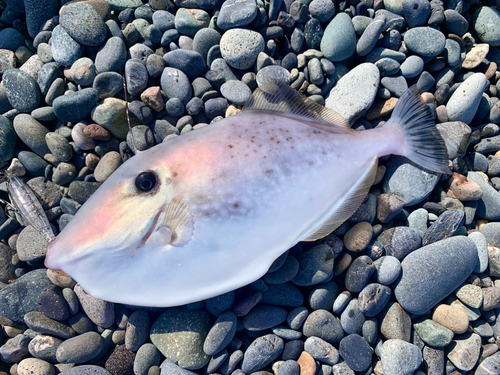 ウスバハギの釣果