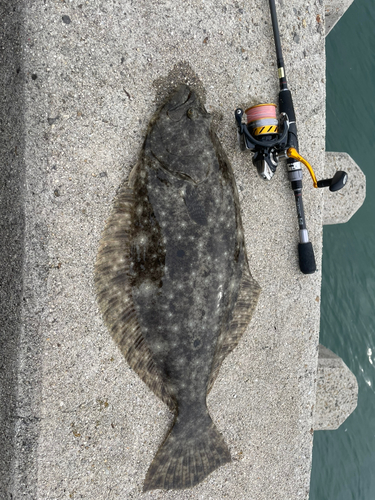 ヒラメの釣果